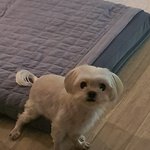 얘들아 우리 강아지 심장병이래 나 어떡해