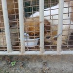 <b>열악</b>한 환경에서 사는강아지가 있는데 도울수 있는방법이 없을까요?...