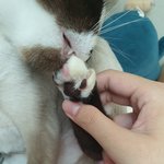 [드루와] 애옹이 <b>젤리</b>