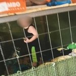 개 사육장에 방치됐던 18개월 <b>아기</b> 구출...<b>뱀</b>·쥐도 득실