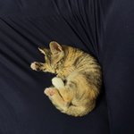 [댓글부탁해] 얘들아 <b>아가</b> 고양이