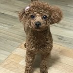 나 오늘 기분좋아서 울집 강아지
