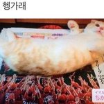 [꼭조언부탁] 곧 <b>졸사</b> 찍는데