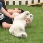 ㅅㅎ <b>바닥</b>에서 애인이랑 뒹구는짤