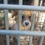 동네에 <b>열악</b>한 환경에서 사는 강아지 도울방법이 없을까요? ㅠ.....