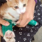 청테이프로 다리 꽁꽁 묶인 고양이…쓰레기 <b>더미</b>서 발견