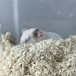 [ㅈㄱㄴ] 햄스터가 <b>화산</b>만들었어