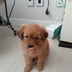 [강아지] 우리집 강아지 애기때랑 지금이랑 차이 너무 큼 ㅠㅜㅠ