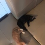 [드루와] 나 고양이키워.....<b>고앵이</b>키워 사진