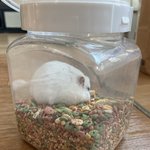 [댓글부탁해] 울집<b>햄</b><b>찌</b>자랑좀할게