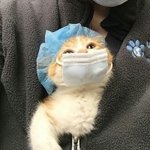 <b>미야오</b>