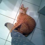 이<b>래서</b> 냐옹이 널 좋아해!