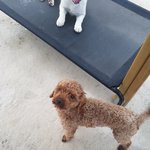 [강아지] 도로위에서 구조한 <b>푸들</b>아이 소식
