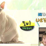 고양이 키우는데에 진심인 유아인