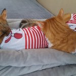 [고양이] 사람같은 냥냥 =^ㅅ^=
