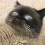 [댓글부탁해] 얘드라 나 일찍 디지면 어떡하지