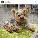 [<b>NCT</b>] 텐 강아지 빙고 오늘 하늘로 갔나보다..