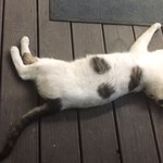 [고양이] 냥이 <b>집사들</b>의 도움이 필요해요!!