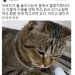 [19] 내가 좋아하는 <b>고영</b> 짤