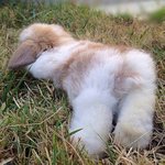 <b>토끼</b>의 숨 막히는 뒤태와 발바닥