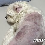 “몽둥이 폭행, 전자담배…애견호텔서 피멍투성이 된 반려견. 공분