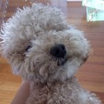 [드루와] 너희 반려<b>동물</b> 자랑하고 가