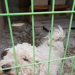 [강아지] 갑갑한 <b>털옷</b> 좀 벗겨주세요