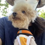 [이것좀봐줘] 예쁜 우리<b>버들</b>이