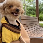 [입양강아지] 예쁜<b>버들</b>이의 가족이되어주세여