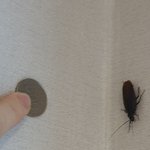 [19] <b>바퀴</b>벌레 ㄹㅈㄷ 찍었다