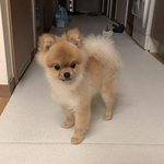 [유기견] 유기견/새벽에 길을 잃고 돌아다니는 강아지 데려왔습니다