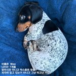 <b>파자마</b> 입고 있는거 절대 아님!