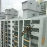 [댓글부탁해] 벌 짝찟기 쓰니인데