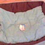 [드루와] 야 내동생 <b>한림</b>예고때문에 ㅈㄴ울고 있음