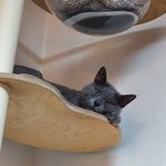 [고양이] 우리 <b>야옹</b>이 엄마아빠 만나게 해줘도 될까요?