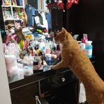 냐옹이 화보찍음 ㄹㅇ <b>존예</b>❣