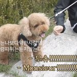 [드루와] 엑소 세훈 반려<b>견들</b> 특징 ㅋㅋㅋㅋㅋㅋㅋ