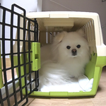 [강아지] 강아지 <b>새</b> <b>집</b>이 생겼어요!