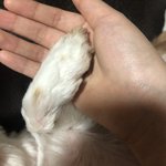울 강쥐랑 <b>악수</b>할 사람?