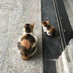 [댓글부탁해] 야 나 고양이 발로 참;;어케