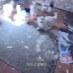 [방탈죄송] [생방송 오늘아침] 버려진 보호소의 두 얼굴?