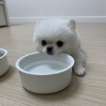 강아지 <b>돌연사</b>로 인한 펫로스증후군..