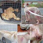 [강아지] <b>천안시</b> 유기동물보호소 동물학대 의혹_락스 먹이고 구타