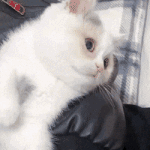 [고양이] 냥이띠 모음(<b>fact</b> 랜선집사 냥덕후)