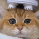 [EXO] 아후 연옌괴롭힘