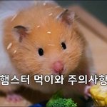 [방탄소년단] 햄스터 먹이 주의<b>사항</b>