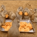 [EXO] 해<b>피그</b>로 열폭과 질투