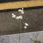 길가에 예쁜 꽃한송이가 피어잇네요<b>오</b>오<b>옹</b>