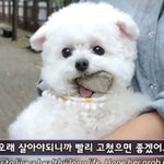 지금이 몇년돈데 <b>가오</b> 잡으려고 돌을 씹어ㅋㄱㅋ