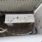 [도와주세요] 실외기실비둘기(배설물,시체등사진有)문제<b>임대인</b>vs임차인